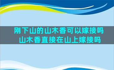 刚下山的山木香可以嫁接吗 山木香直接在山上嫁接吗